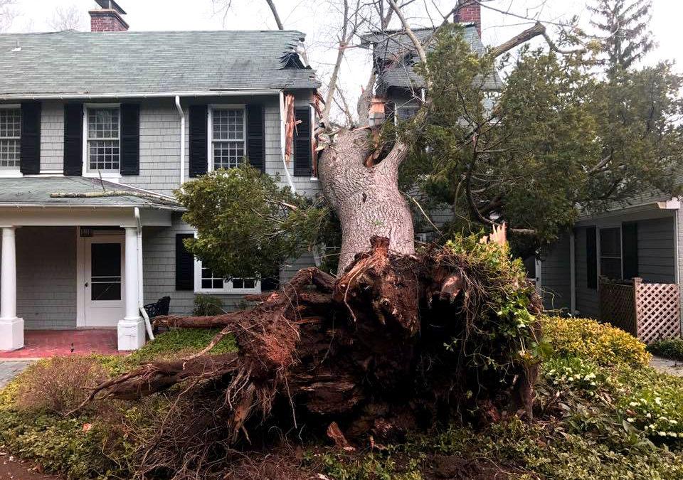 When a Tree Falls on Your Roof