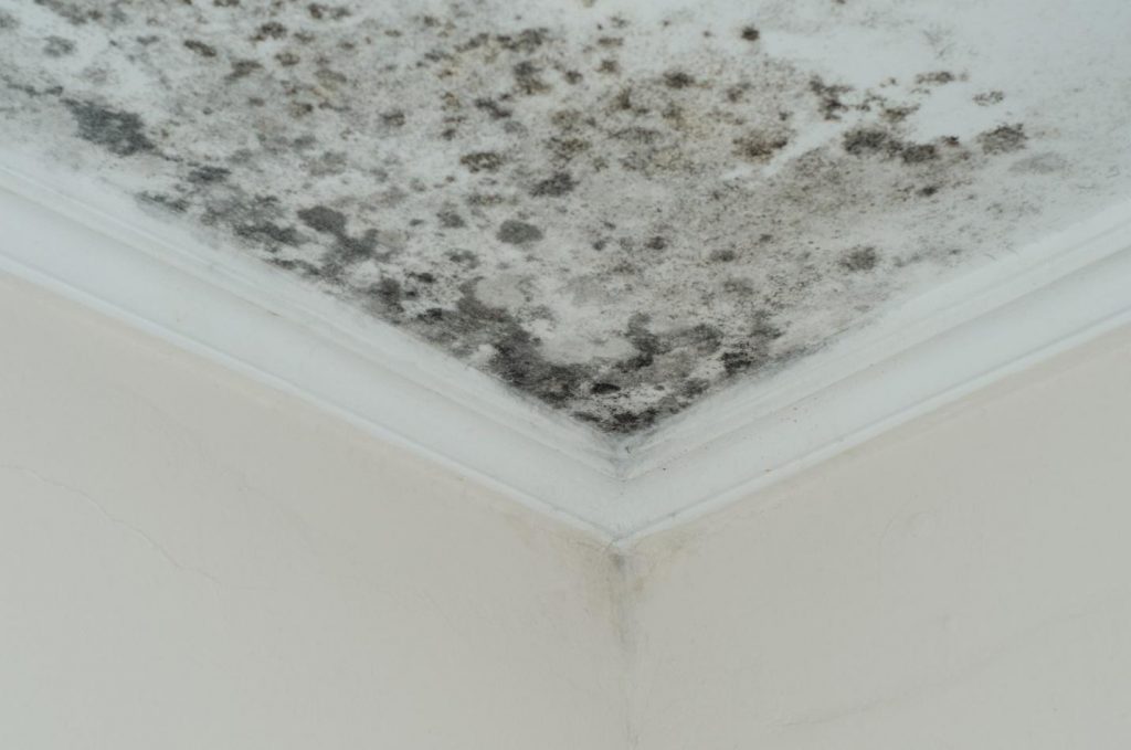 Interior Mold and Mildew Problems